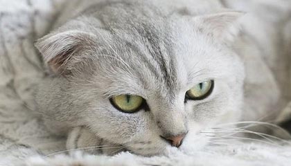 揭秘雄鹿交易疑云：字母哥为何与博格丹擦肩而过？