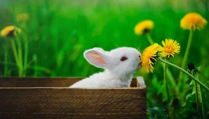 世界杯直播下载-不愿继续承受损失 火箭下赛季计划允许球迷入场